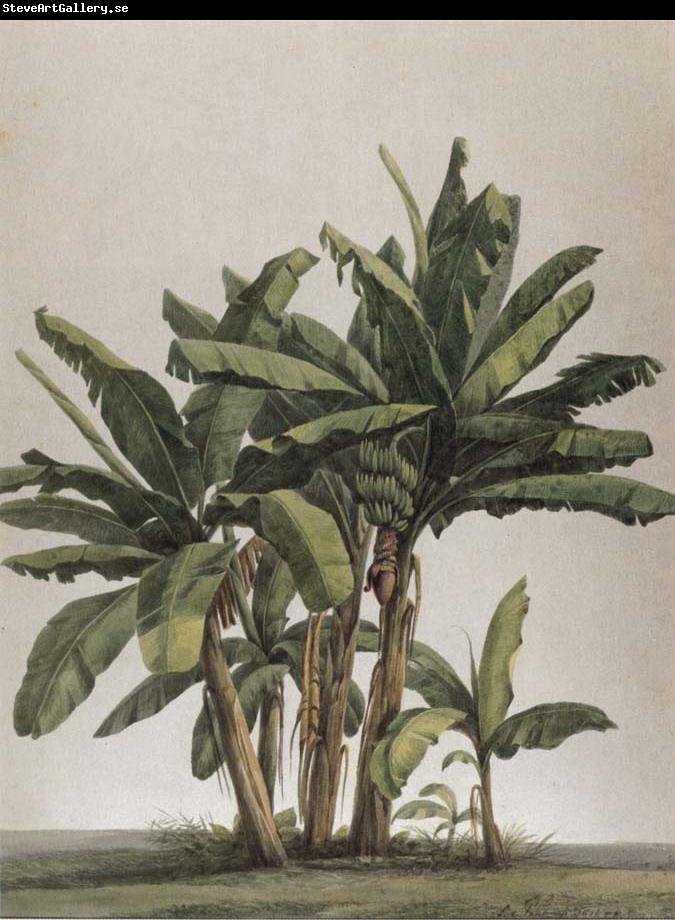 Louise von Panhuys Musa x paradisiaco